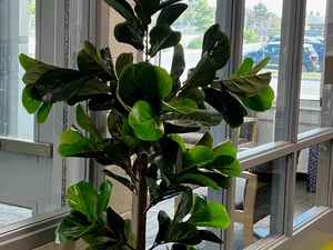 Plant for Indoor Air Quality